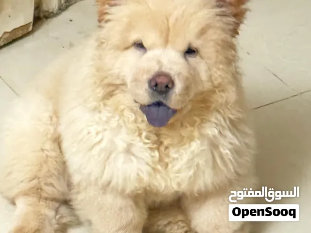 عرض جراوي تشاو تشاو مستوي ممتاز اهل مستوردين