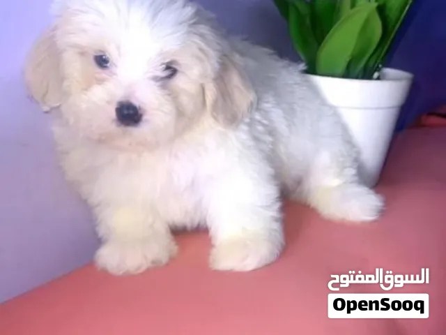 Maltese playfull with vaccine super cute