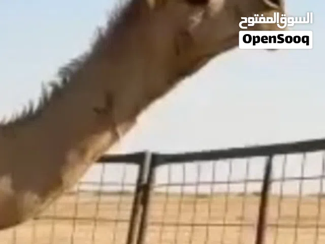 جمل كفو الرياض
