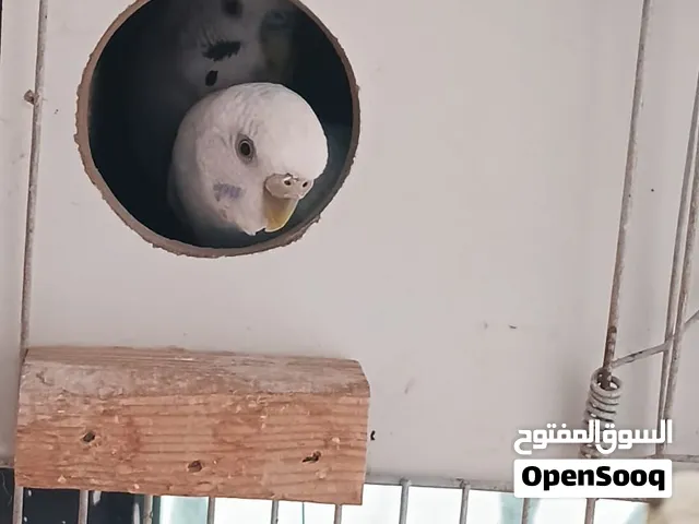 جوز حب شغال مع قفصهم