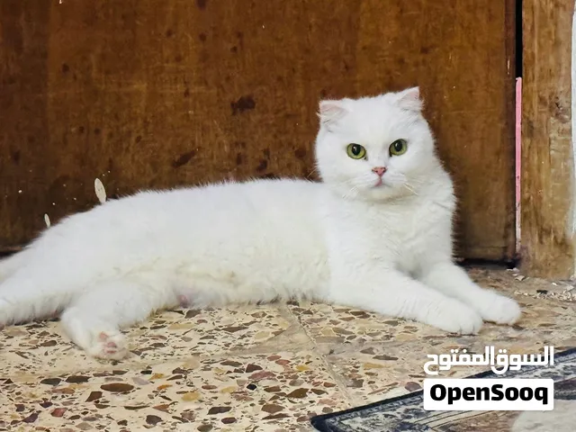 انثى سكوتش فولد ابيض ملكي