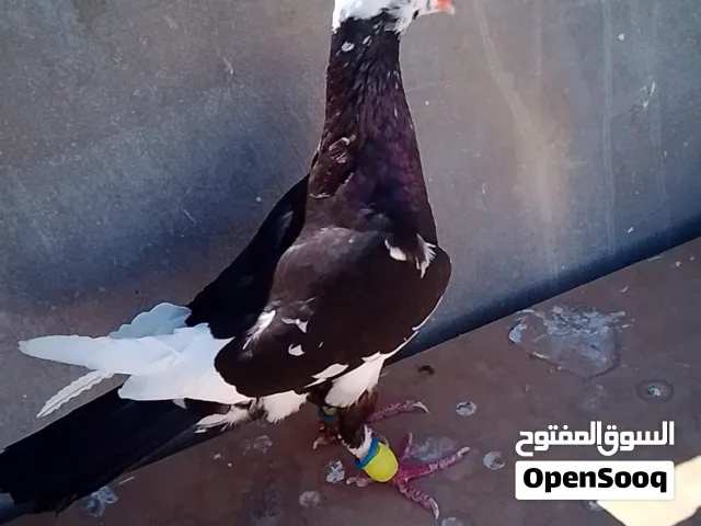 حمام جميلة في منها داخله بغيار