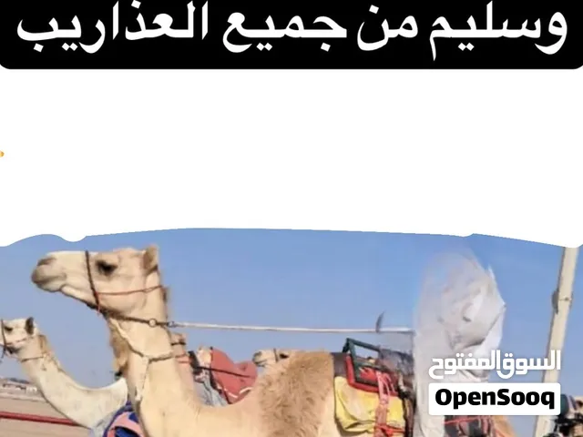 مطلوب قليصه