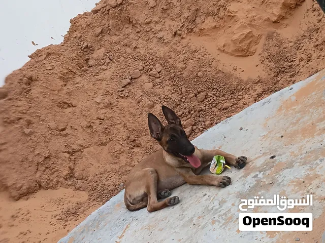 ملينوا للبيع