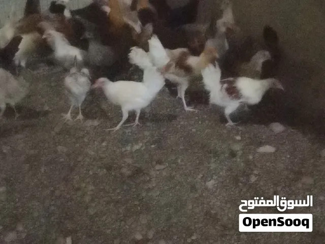 دياكه للبيع عمر ثلاث شهور ونص