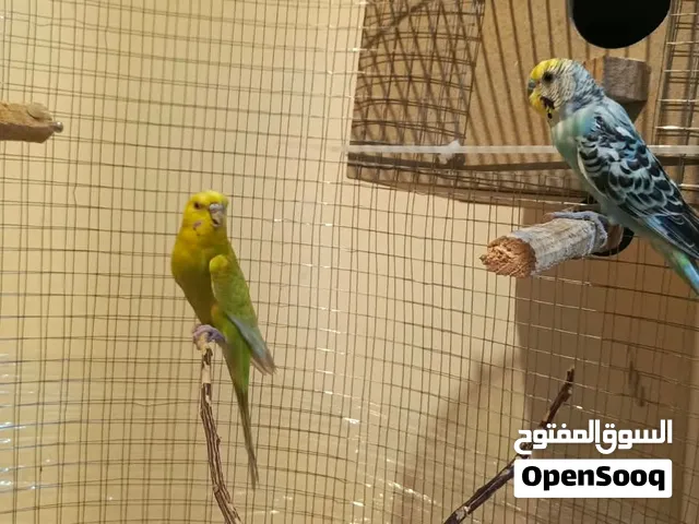 طيور حب تب نظافه وصحه  للبيع مع قفص وببت وكامل اغراضهم او بدون قفص