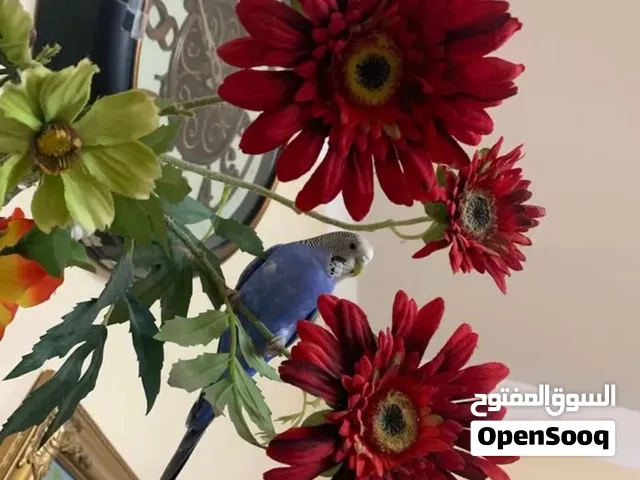 بادجي أنثى أليفة ومدرّبة للبيع مع مستلزماتها الأساسية مستعجل/ عاجل ،