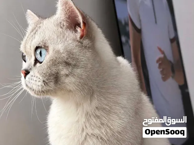 بريتيش فولد لونغ هير