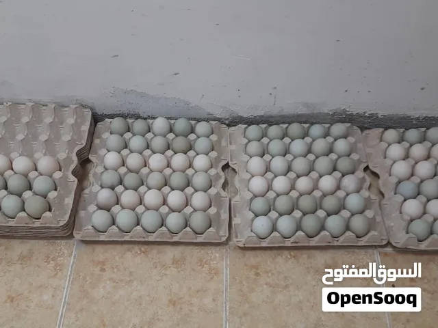 بيض بط طيار بري للبيع