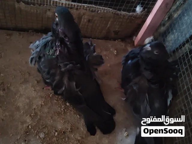 زوج كشكي مع ابنهن