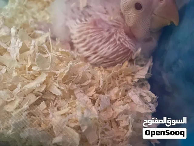 لوفبيرد البينو