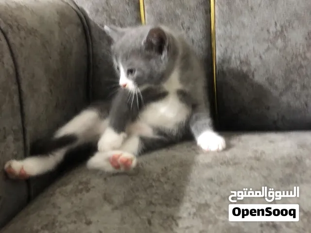 قطط للبيع النوع برتش مكس العمر شهر ونص عدد2