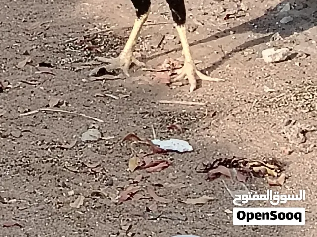 دجاج باكستاني