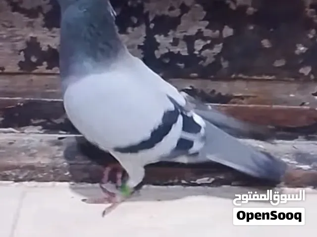 زوجل زوج سعوديات