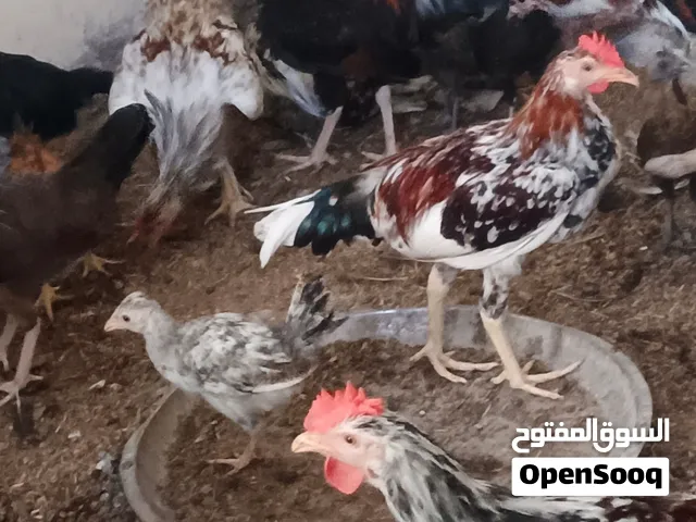 دجاج لبيع عدد 10