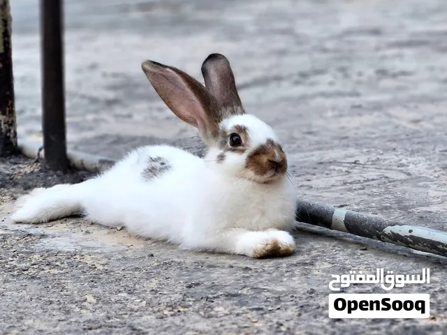 ذكر أرنب فراشه ألماني مروض حاجه نظيفه ..