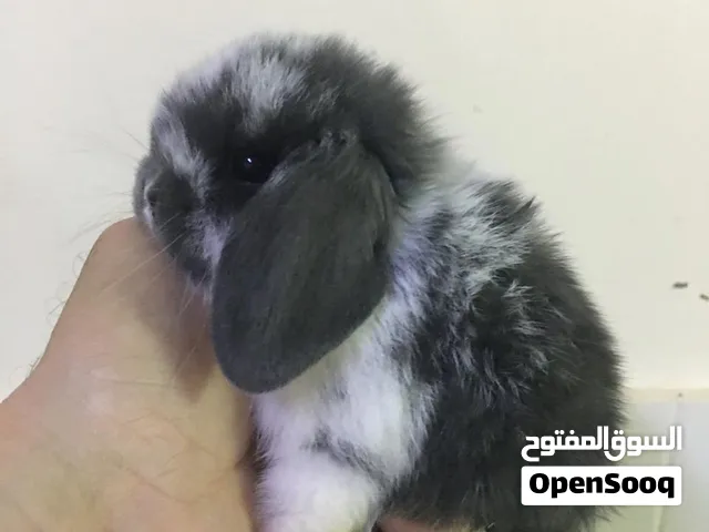 ارانب قزم نيزرلاند