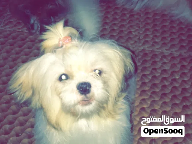 سيزون للبيع اربع حبات اثنين ذكر اثنين انثى
