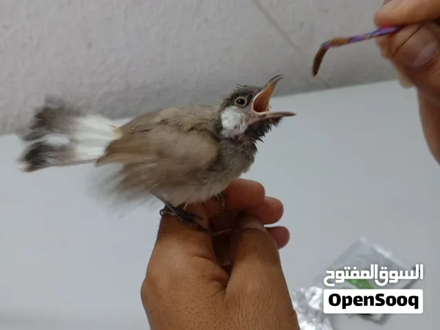 بلبل مخلف اليف ب30