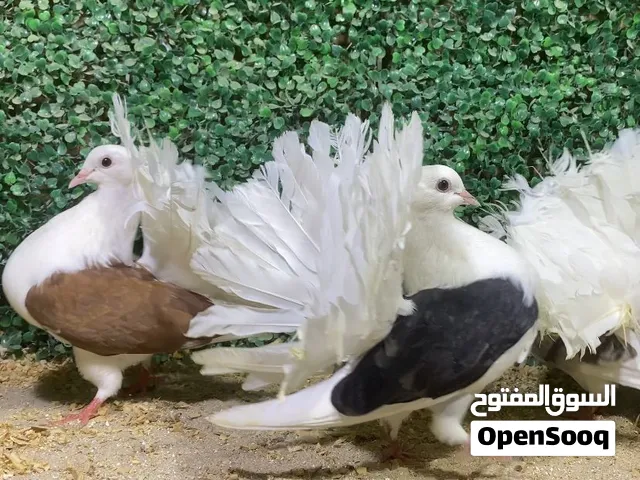 (( زوجين هزاز هولندي ))