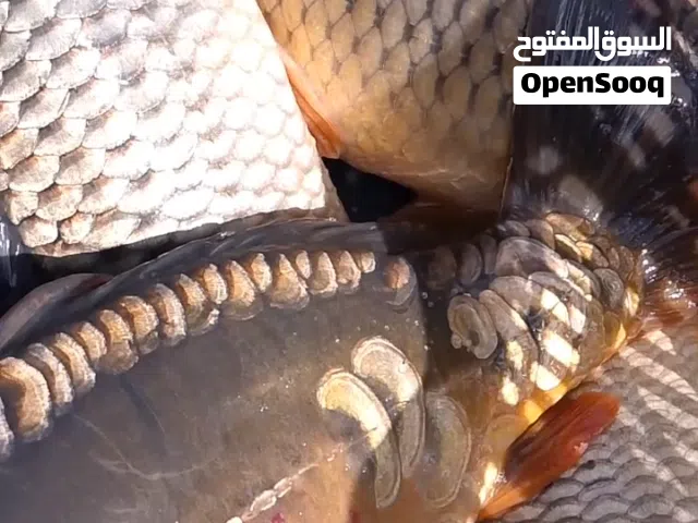 سمك  مشط للبرك والمزارع بلابيط لتنظيف البرك من الاعشاب