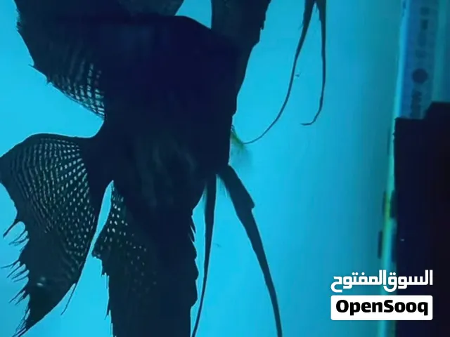مطلوب انجل بلاك