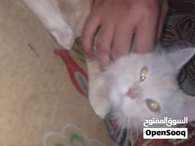 قطه شيرازي جميله