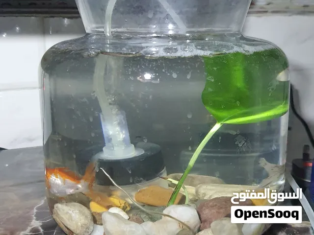 دورق و سمكتين جولد فش مع كافة الملحقات