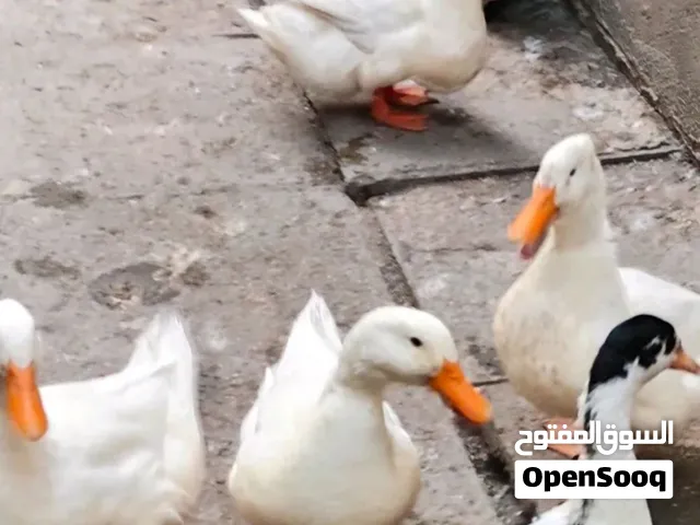بش بشوش للبيع