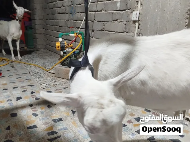 ماعز سانين سويسري اناث عدد اثنين للبيع فقط