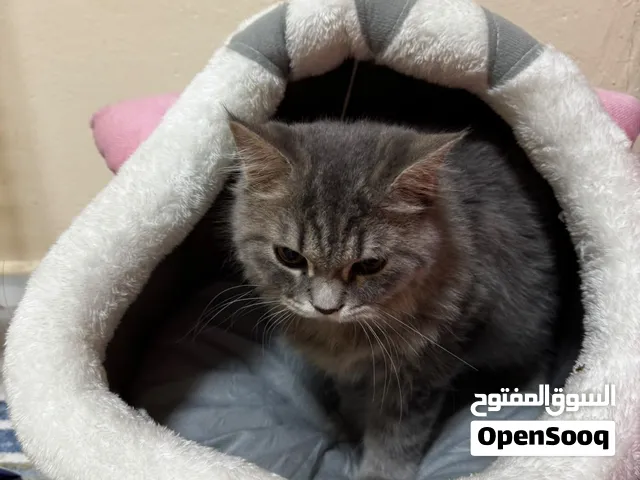 قط مكس عمره 8 اشهر