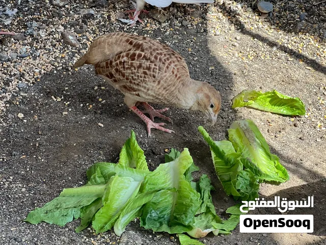 للبيع زوج صفارد باكستانيه سوبر جامبو