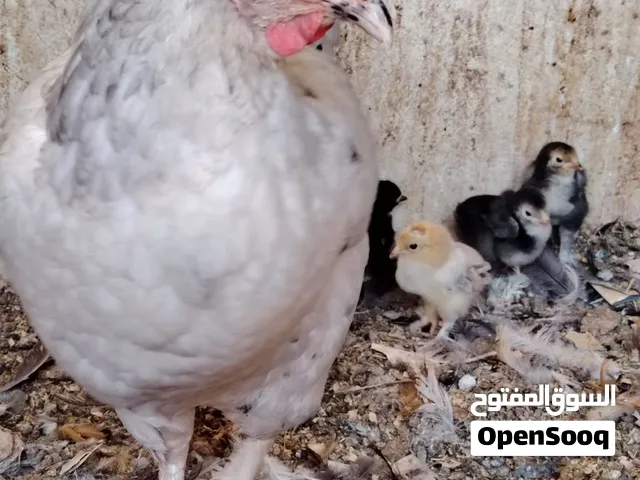 دجاجة معها 10 صيصان للبيع