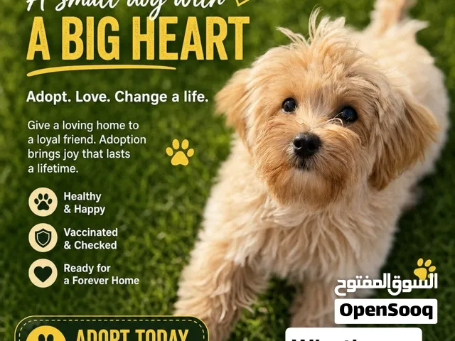 Dog Maltipoo, Male, 7 months old