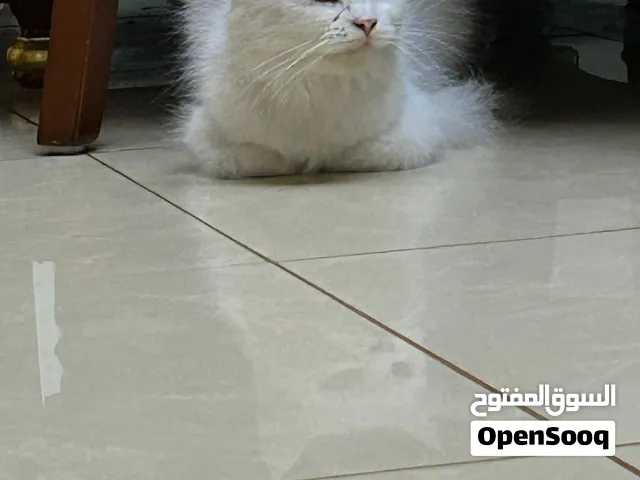 قطة بيضاء طويلة الشعر  في الشارقة للبيع  سبب البيع: نبحث عن بيت مسؤول و محب للقطط  نود بيعها لظروف