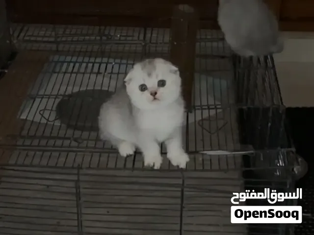 سكوتش فولد