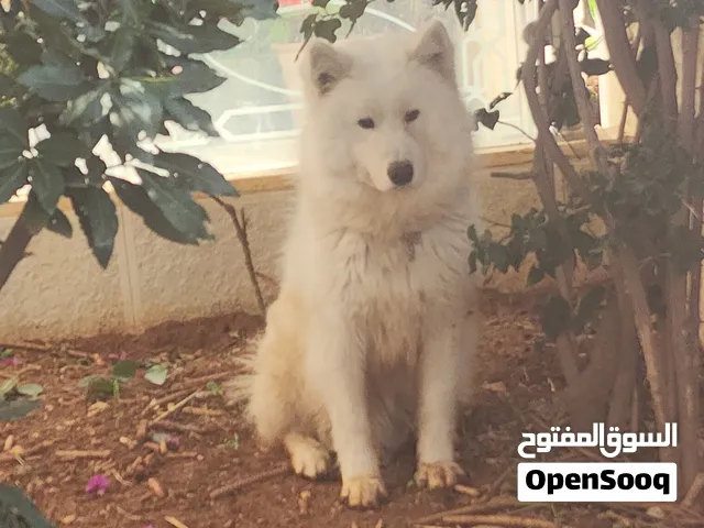 كلب ذكر سامويد بيور مدرب جيدا