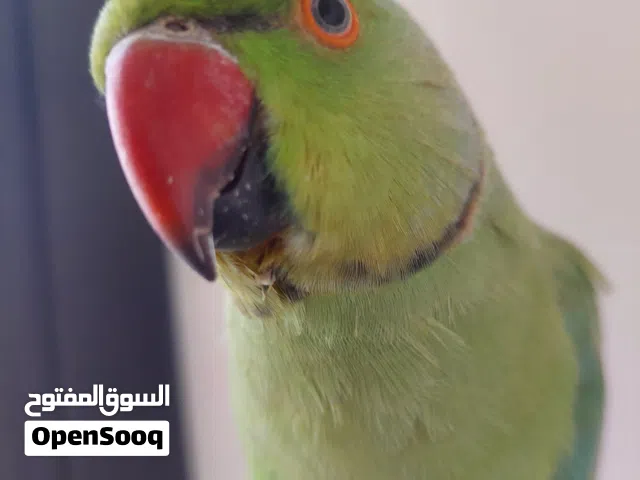 ببغاء درارة هندي ذكر اسمو كوكو عمر سنتين مطوق اليف جدا ما بعض نهائي لعوب بحب الاطفال