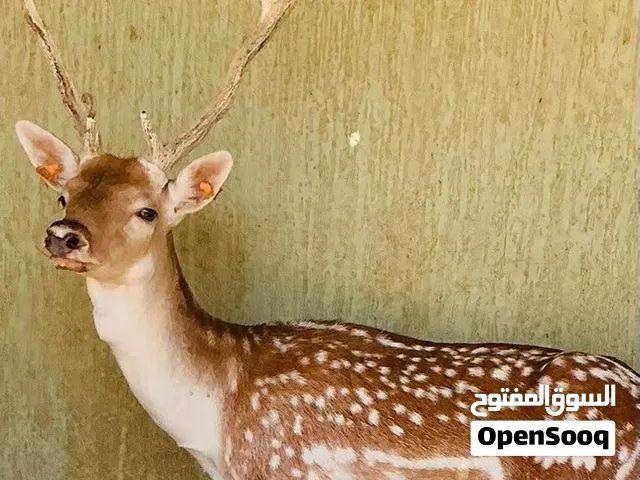 بسم الله مشالله اقرا الوصف