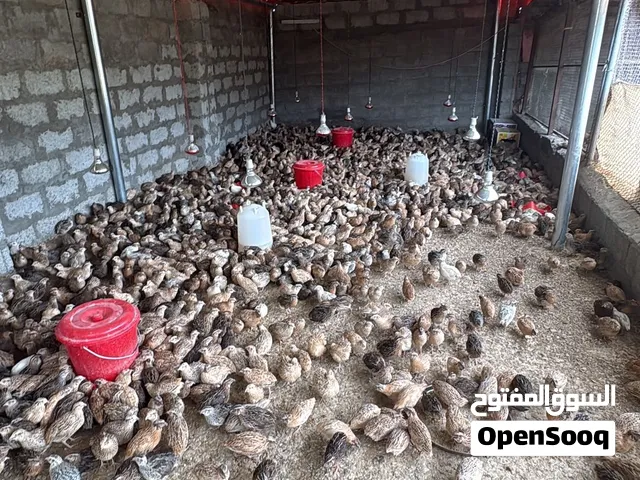 طيور السمان للبيع