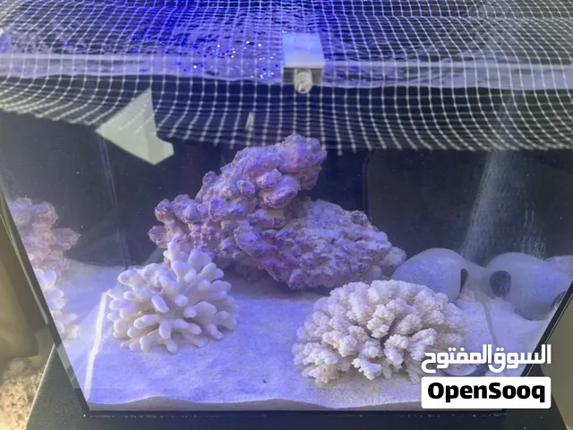 حوض أسماك مياه مالحة 20 جالون All-in-One كامل مع الفلتر والمعدات