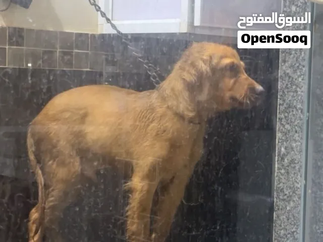 Pure golden retriever puppy