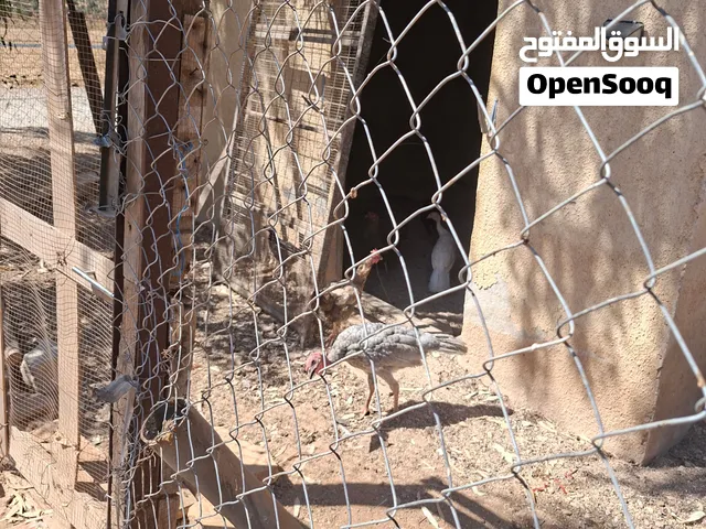 دجاج بلدي للبيع محافظة اربد بلدة حواره