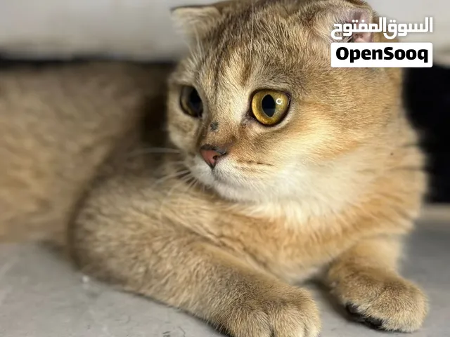 سكوتش فولد