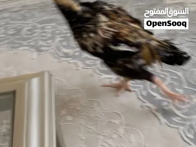 ديج تايلندي فايتر بدل مع كلب او 350درهم و في مجال