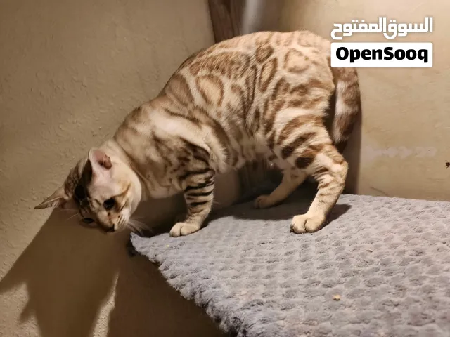 Snow Bengal cat