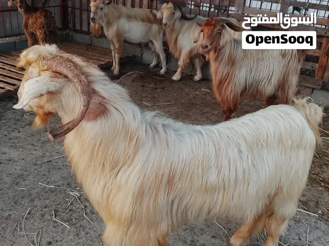 تيس فحل حار جامودي للبيع  السعر: