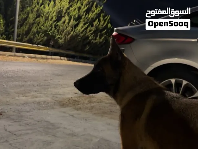 كلب مالينو للبيع العمر 11شهر  اقرا الوصف