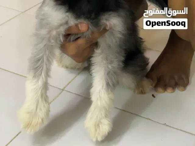 كلب للتبني للعوايل فقط
