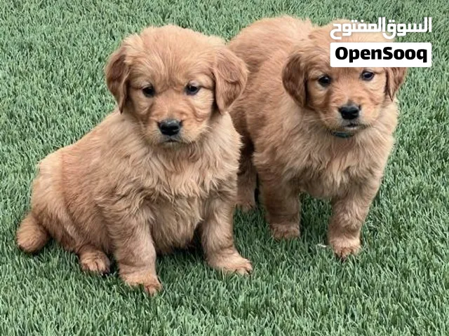 Show Line long hair golden Retriever Puppies